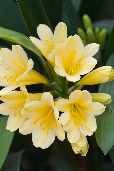 Clivia Plant Landscape, Bath Plants, Perrenials For Shaded Areas, Clivia Plant, Lilly Garden, Tropical Lily, Clivia Miniata, Canna Flower, Eagle Decor