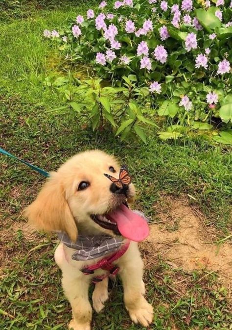 Golden Retriever, Animals