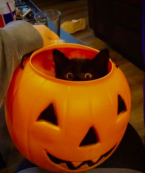 Pumpkin Cat, Halloween Aesthetic Cats, Cat Face Pumpkin, Kittens In Pumpkin, Cat Inside Pumpkin, Black Cat Fall Aesthetic, Black Cat With Pumpkin, Animated Pumpkins, Cat Pumpkin Carving