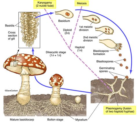 Mushroom Life Cycle 2 photo Life Science Experiments, Science Kindergarten, Life Science Projects, Veterinary Anatomy, Life Science Middle School, Biology Plants, Life Science Activities, General Biology, Wildlife Illustration