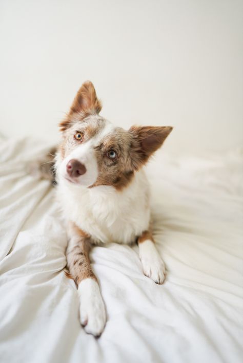 Red Merle Border Collie Puppy, Boarder Collie Aesthetic, Border Collie Lilac, Border Collie Aesthetic, Border Collie Merle, Red Merle Border Collie, Brown Border Collie, Merle Border Collie, Unique Dogs