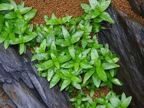 Staurogyne repens Staurogyne Repens, Aquascape Plants, Aquarium Plants, Fish Care, Aquatic Plants, Herbs, Fish, Plants, Green