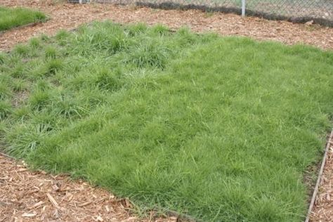 Lawn Alternatives Drought Tolerant, Drought Tolerant Landscape Front Yard, Hammock Area, Drought Tolerant Grass, Best Grass Seed, California Landscaping, Xeriscape Front Yard, Grass Alternative, Dream Backyard Pool