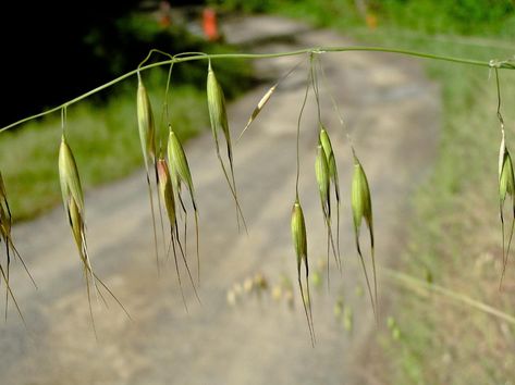 Avena Monograph-Wild Oats as Medicine | Northeast School of Botanical Medicine Oats Plant, Botanical Medicine, Herbal Garden, Diy Herbal Remedies, Wild Oats, Bodega Bay, Point Reyes, Fort Bragg, The Nervous System