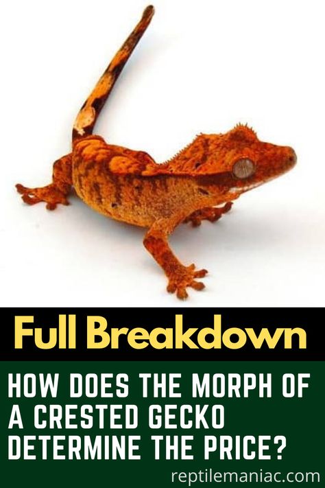 Breeding Crested Geckos, Crested Gecko Habitat, Crested Gecko Morphs, Gecko Morphs, Crested Gecko Care, Gecko Habitat, Gecko Terrarium, Crested Gecko, Gecko