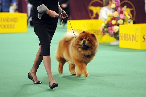 Greenland Dog, Karelian Bear Dog, Chow Chow Dog, Westminster Dog Show, Swedish Vallhund, Chinese Dog, Boo The Dog, Chow Dog, Best Dogs For Families