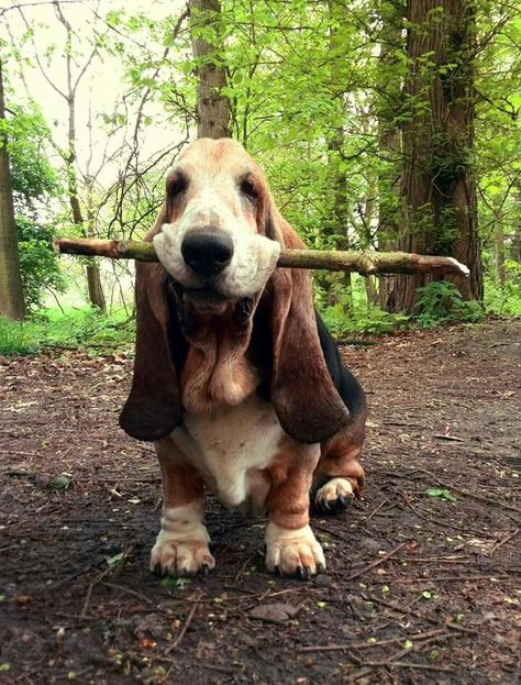 Basset Hound Dogs, Basset Dog, Basset Puppies, Hound Dogs, Basset Hound Puppy, Hound Puppies, Basset Hound Dog, Bassett Hound, Basset Hounds