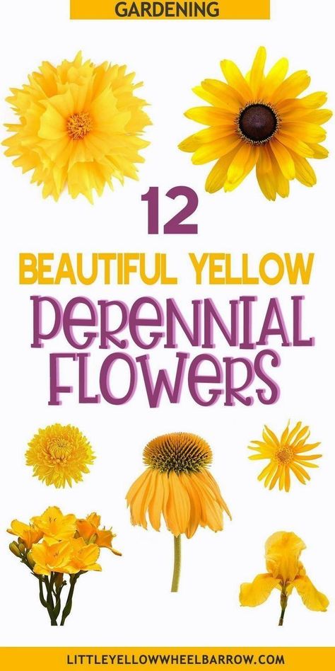 Do you want to use yellow perennials in your garden design this year? These 12 flowers will bloom in wonderful shades of yellow for a bright look in your flower bed year after year. This full guide has tips for each flower, with water and light requirements, hardiness zones, and planting instructions so that you'll have a successful perennial garden! Yellow Perennials, Garden Design Ideas On A Budget, Full Sun Perennials, Hardiness Zones, Garden Flower Beds, Best Perennials, Perennial Flowers, Backyard Flowers, Sun Perennials