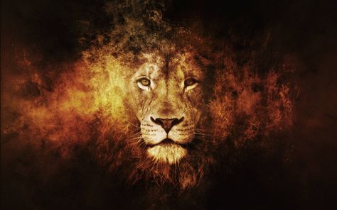 Best Lion Pictures Wallpaper - Best Wallpaper HD Lion Wallpaper Iphone, Lion Hd Wallpaper, Abstract Lion, Iphone 6 Plus Wallpaper, Lion Artwork, Lions Photos, Lion Love, Roaring Lion, Lion Wallpaper