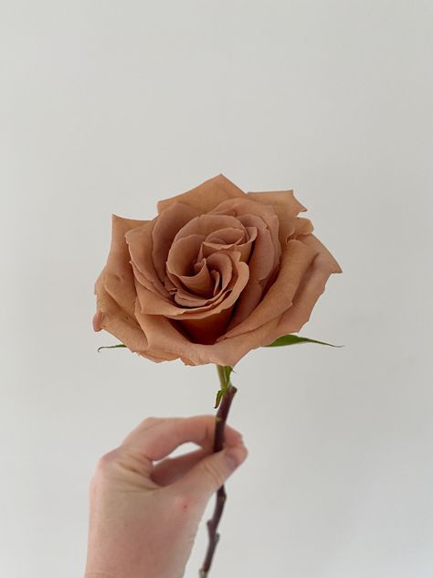 Rust Roses, Toffee Rose, Bronze Flowers, Brown Roses, Champagne Wedding Colors, Tan Flowers, Rose Coffee, Flower Elements, Rusty Rose