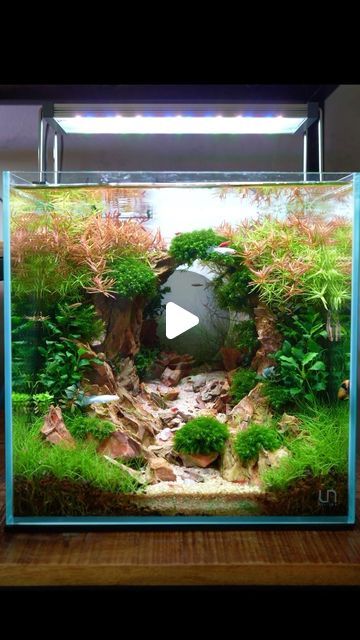 MJ | Aquascaping on Instagram: "This was the most watched build video of 2023! The Dragonstone cave/arch 😬 Should I make another Dragonstone scape in 2024? . Light: @twinstar.eu  Plants: @dennerleplants  Fertiliser: @2hraquarist  Tank: @ultumnaturesystems  . . 👉🏻Be sure to SUBSCRIBE to my YouTube channel: YouTube.com/mjaquascaping  👉🏻15%DISCOUNT on 2hr Aquarist fertilisers with code: MJAQUA  #Aquascaping #Nanocube #fishtank #plantedtank #shrimptank #co2 #ada #plants #nanoaquarium #moss #natureaquarium #aquascape #betta #bettasplendens" Cube Fish Tank, Planted Betta Tank Aquascaping, Nano Tank Aquascape, Nano Tank Aquascape Ideas, Shrimp Tank Aquascape, Planted Aquarium Aquascaping, Moss Aquascape, Mini Aquascape, Cube Aquascape