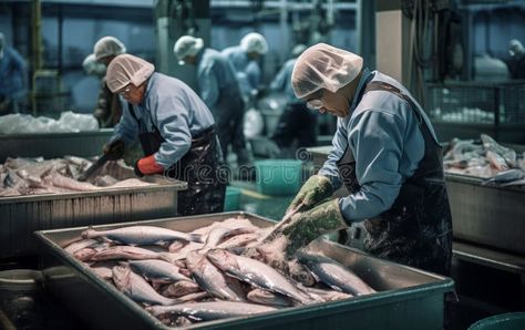 Fishermen are sorting fresh tuna fish in a seafood factory. stock photography Fish Factory, Fresh Tuna, Tuna Fish, Quality Photo, Fish And Seafood, Stock Photography, Seafood, Photo Image, Nutrition