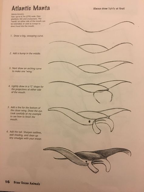 Drawings Of Stingrays, Manta Ray Drawing Step By Step, How To Draw A Stingray Step By Step, Beachy Sketch Ideas, How To Draw Marine Animals, How To Draw Manta Ray, Sea Animal Drawings Sketches, Cute Marine Animals Drawing, Marine Life Drawing Simple