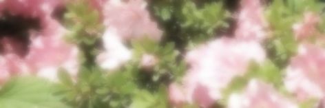 Pink And Green Header Aesthetic, Aesthetic Long Widget, Pink And Green Header, Pink And Green Banner, Long Widget Aesthetic, Flower Header, Pink Twitter, Cute Twitter Headers, Best Banner