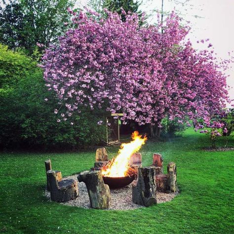 Stump Fire Pit, Fire Pit Landscaping Ideas, Best Fire Pit, How To Garden, Pergola Pictures, Wood Stumps, Landscaping Backyard, Landscaping Design Ideas, Fire Pit Landscaping