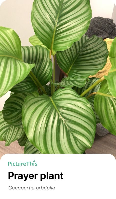 Explore the wonderful world of nature and add Prayer plant into your plant collection with the smart plant identifier app —— PictureThis! Prayer Plant, Plant Collection, Wonderful World, Wonders Of The World, House Plants, Wonder, Plants, Nature