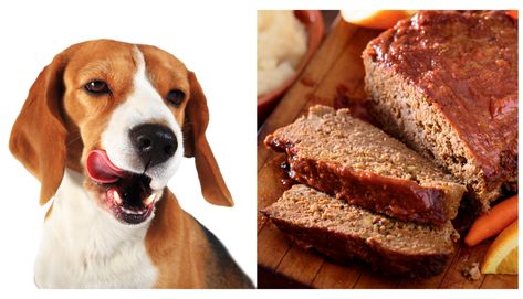 Dr Judy Morgan Pup Loaf, Pup Loaf Recipe, Dog Meatloaf Recipe, Dog Loaf, Low Carb Meatloaf, Dog Bread, Make Dog Food, Pet Tips, Dog Treats Homemade Recipes