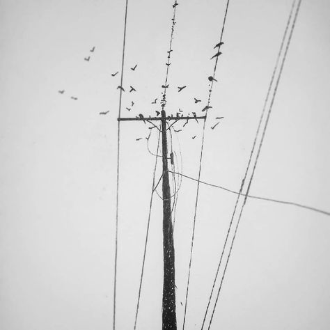 Birds in the busy city sits on wires of light poles as there are not much trees left for them in the city. . . . . . . . . . . . .… Telephone Pole Tattoo, Pole Tattoo, Telephone Pole, Light Pole, Busy City, Watercolor And Ink, Utility Pole, Pen And Ink, Tattoo Ideas