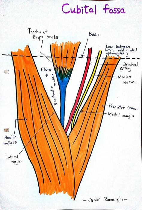 Cubital Fossa Anatomy, Cubital Fossa, Forearm Muscle Anatomy, Upper Limb Anatomy, Arteries Anatomy, Anatomy Notes, Nerve Anatomy, Physical Therapy School, Physical Therapy Student