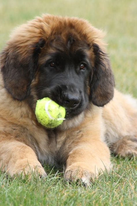 Leonberger Dog Puppy, Leonberger Puppy, Dog Name Ideas, Leonberger Dog, Big Dogs Breeds, Pet Anime, Biggest Dog In The World, Puppy Playing, Biggest Dog