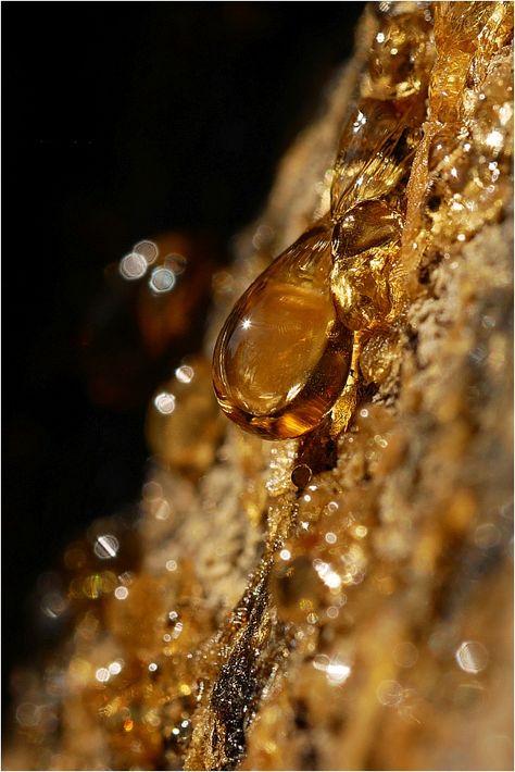 Crystal Close Up, Amber Aesthetic, Perfume Adverts, Sun Oil, Skincare Products Photography, Fragrance Ingredients, Cosmetics Ingredients, Marca Personal, Beauty Studio