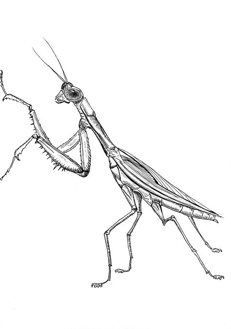 Part of my "Maryland Insect" series, this drawing features the praying mantis. This pen drawing is made on acid-free heavyweight paper using black Sarstedt pen. The print you will receive captures all features and details from the original. Message me for custom sizes, composition, color, and pricing. Free shipping on all products! Please choose a size from the menu. The 8"x10" prints are on 8.5"x11" ultrawhite cardstock. All drawings and digital additions are my own. The watermark will removed in the print. Enjoy! Praying Mantis Line Drawing, Praying Mantis Drawing Tattoos, Preying Mantis Sketch, Praying Mantis Tattoo Design, Praying Mantis Tattoo Simple, Mantis Tattoo Design, Praying Mantis Drawing, Mantis Drawing, Pray Mantis