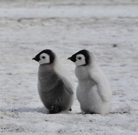 Penguin Aesthetic, Kawaii Penguin, Penguin Art, Emperor Penguin, Animal Icon, Baby Penguins, Silly Animals, Cute Penguins, Cutest Thing Ever