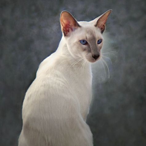 Lilac Point Siamese, Seal Point Siamese, Balinese Cat, Cat Reference, Kitty Images, Cat Pose, Lynx, Balinese, Pose Reference