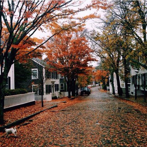 Fall in Nantucket Autumn Neighborhood, Nantucket Fall, Suburban Street, Have Inspiration, Foto Tips, Town Street, Fall Feels, Best Seasons, Autumn Beauty