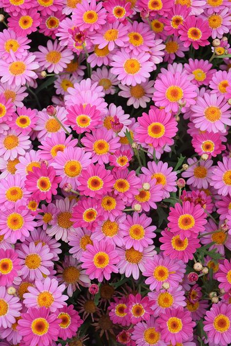 Madeira Flowers, Daisies Colorful, Pink Daisy Wallpaper, Deep Pink Flowers, Marguerite Daisy, Parker Colorado, Daisy Garden, Pink Daisies, Daisy Wallpaper