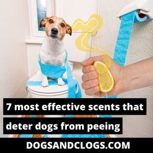 7 Most Effective Scents That Deter Dogs From Peeing – DogsAndClogs Dog Pee Repellent Sprays, What To Spray So Dogs Dont Pee, Diy Dog Urine Repellent, Anti Pee Spray For Dogs, Deterrent Spray For Dogs, Natural Dog Pee Repellent, Dog Pee Deterrent Spray, Diy Dog Deterrent Spray, Diy Dog Pee Repellent