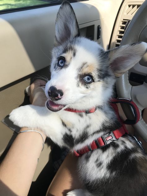 My baby Merle corgi ♥️ Merle Corgi Puppy, Corgi Merle, Blue Merle Corgi, Merle Corgi, Black Corgi, Corgi Stuff, Corgi Dog Breed, Cute Corgi Puppy, Dog Anatomy