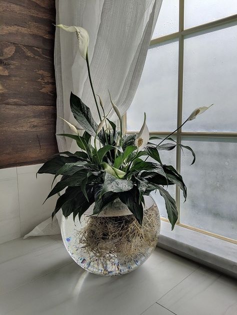 23 Popular Indoor Plants You Can Grow In Vases | Balcony Garden Web Water Plants Indoor, Plants Grown In Water, Tanaman Air, Plant In Glass, Plants In Jars, Indoor Water Garden, Tanaman Pot, نباتات منزلية, Inside Plants