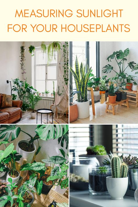 This informative pin provides guidance on measuring sunlight for houseplants. Featuring four images, it illustrates different room setups with various indoor plants receiving differing light, highlighting how to effectively assess sunlight levels for optimal plant health. Plant Lighting Guide, Heart Leaf Philodendron, Candle Reading, Arrowhead Plant, Plant Lighting, Lighting Guide, Plant Species, World Of Interiors, African Violets