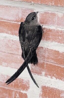 Common Swift, Chimney Swift, Swallow Design, Ohio Birds, Swift Bird, Wildlife Habitat, Swallows, Bird Pictures, Alam Yang Indah