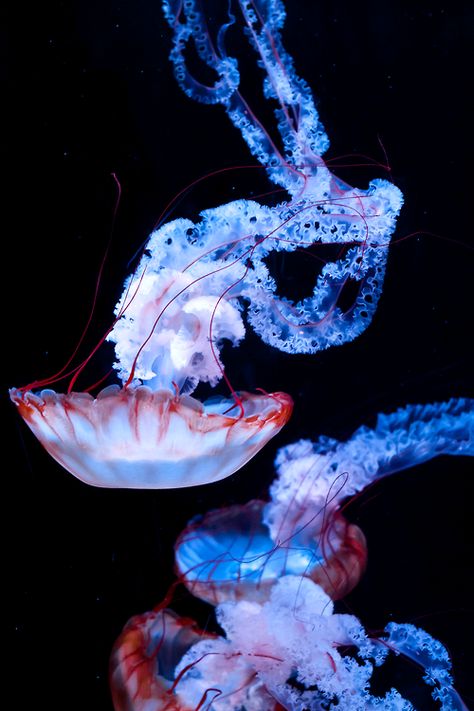 \\\ jelly \\\ Jellyfish Photography, Sea Jellies, 달력 디자인, Fauna Marina, Jellyfish Art, Deep Sea Creatures, Beautiful Sea Creatures, Water Animals, Underwater Creatures