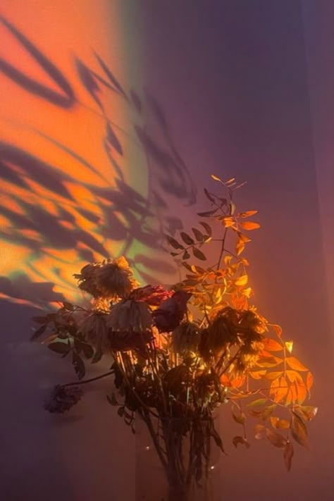 Two Flowers Aesthetic, Burnt Flowers Aesthetic, Light Floral Aesthetic, Flower Asthetics Drawings, Jerrycore Aesthetic, Burning Flowers Aesthetic, Wilting Flowers Aesthetic, Wilted Flowers Aesthetic, Flower Aesthetic Orange