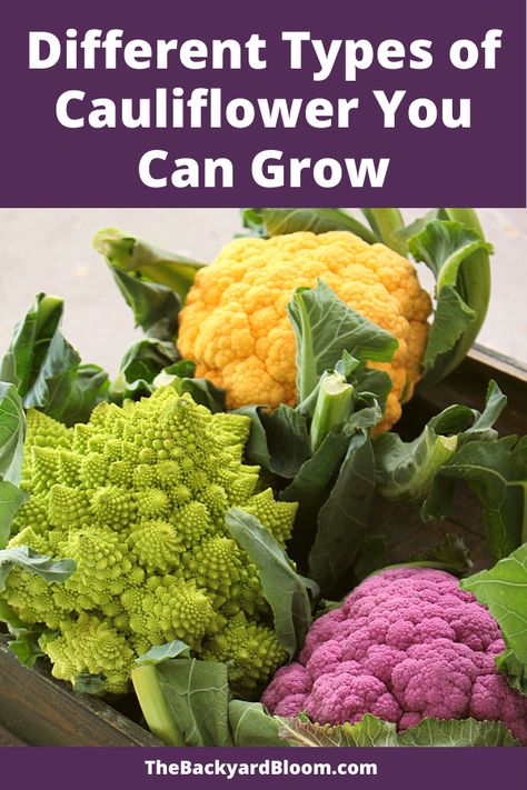 Discover different varieties of cauliflower that you can grow in your backyard vegetable garden. Cauliflower doesn't have to be boring, choose from green cauliflower with spiky florets, purple cauliflower, or even yellow and orange cauliflower to make any cauliflower recipe vibrant looking.  #backyardgarden #vegetablegarden #gardening #cauliflower Green Cauliflower, Backyard Vegetable Garden, Orange Cauliflower, Cauliflower Plant, Purple Cauliflower, Clean Meal Prep, Cauliflower Recipe, Plants Growing, Backyard Vegetable Gardens