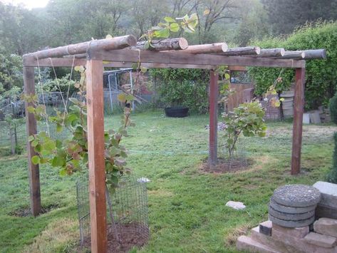 Kiwi Trellis, Kiwi Vine, Grape Vine Trellis, Large Trellis, Food Forest Garden, Grape Trellis, Vine Trellis, Berry Garden, Gardening Zones