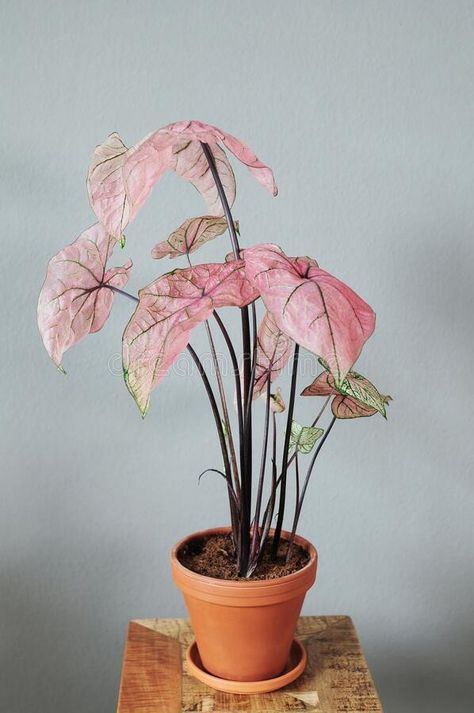 Caladium 'Spring Fling' Caladium Spring Fling, Plant Room, Gothic Garden, Room With Plants, Spring Fling, Dream Spaces, Cottage Core, Pretty In Pink, House Plants