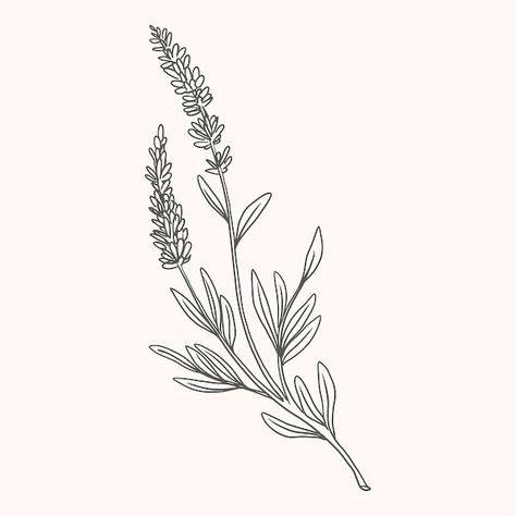 Lavender Drawing Black And White, Lavender Outline Drawing, Lavender Plant Tattoo Black And White, Vervain Drawing, Lilacs Drawing, Lavender Drawing Simple, Lupine Drawing, Heather Drawing, Lavender Plant Drawing