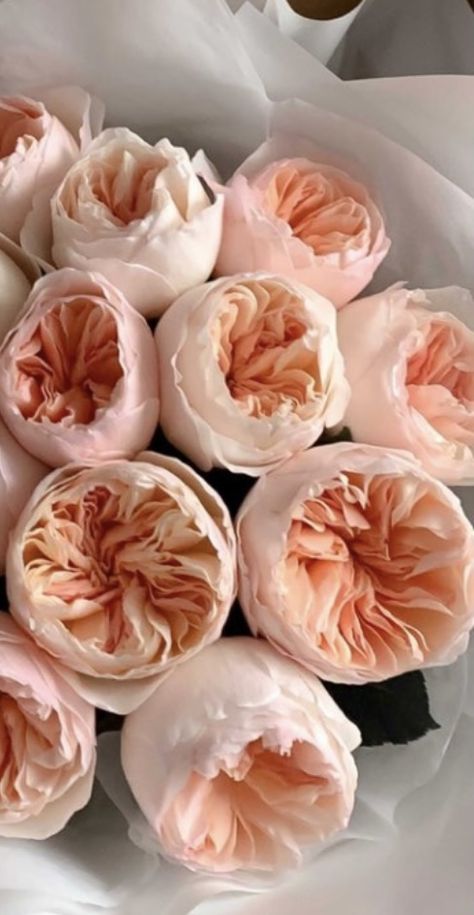 English Roses Bouquet, English Tea Roses, Coral Blush, Blush Flowers, David Austin, David Austin Roses, English Roses, Blush Roses, Rose Bouquet