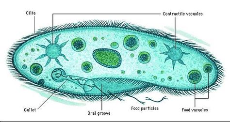 This is paramecium a member of phylum Protozoa. Micro-organisms like paramecium eat other organisms or decaying parts of other organisms. Microscopic Organisms, Plasma Membrane, Science Stickers, Biology Teacher, Biology Lessons, Cute Bear Drawings, Biology Notes, Cell Wall, Study Test