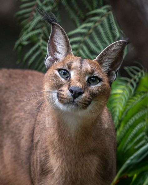 Caracal Cat, San Diego Zoo, Cat Family, Animals Images, Art Portfolio, Big Cats, Wild Cats, Feline, San Diego