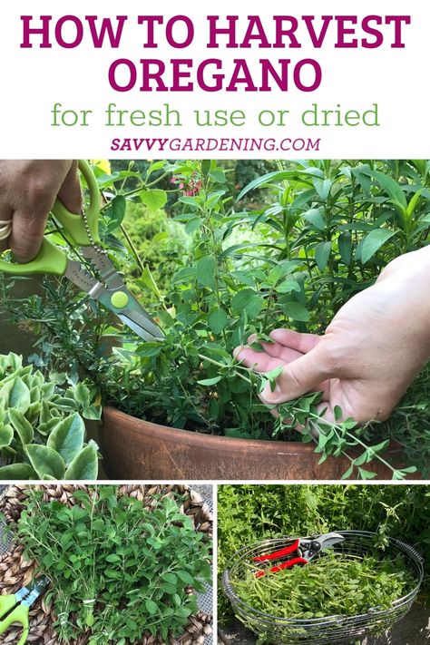 How to Harvest Oregano for Fresh and Dried Use Harvesting Oregano How To, How To Preserve Oregano, Harvesting Oregano, Planting Veggies, Herb Planting, Food Drying, Preserve Fresh Herbs, Growing Oregano, Plant Recipes