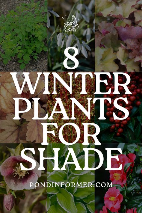 Illuminate your shady garden with our top 8 picks of winter plants for shade lovers! From the striking foliage of lenten rose to the delicate blooms of common snowdrop, these plants thrive in low-light conditions and add beauty to any winter landscape.  #WinterGardening #ShadePlants #WinterPlants #GardenDesign #ShadeLovers #SeasonalFlowers #WinterGarden #Winter #ShadeGarden #WinterBlooms #WinterShadePlants #Gardening #PondInformer Winter Container Plants, Mailbox Plants, Winter Landscaping, Lenten Roses, Part Shade Flowers, Winter Yard, Plants For Shade, Winter Container Gardening, Fall Window Boxes