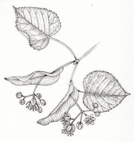 Linden Leaf Tattoo, Linden Tattoo, Drawing Tattoo Ideas, Blatt Tattoos, Linden Flower, Tilia Cordata, Linden Leaf, Leaf Coloring Page, Botanical Sketchbook