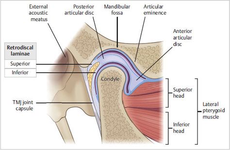 Budding In Hydra Diagram, Structure Of Ear Diagram, Structure Of Human Ear, Hypoglossal Nerve, Muscles Of Facial Expression, Vertebral Artery Dissection, Parotid Gland, Nucleus Accumbens, Salivary Gland