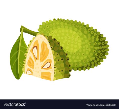 Jackfruit Illustration, Tropical Snacks, Jack Fruit, Fruit Vector, Fruit Illustration, English Vocabulary Words Learning, English Vocabulary Words, Vocabulary Words, English Vocabulary