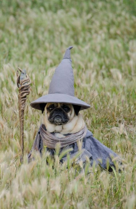 Funny Photoshop, Blues Brothers, The Pug, Dog Halloween Costumes, Dog Costume, Gandalf, Halloween Animals, Pug Life, Dog Halloween